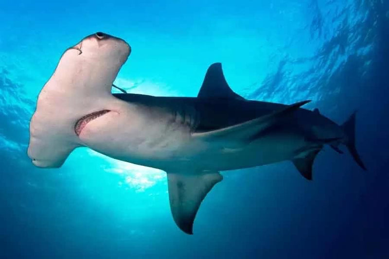 Surfing Costa Rica - En quince días hábiles se sabrá la resolución sobre la pesca del tiburón martillo y su incorporación como Fauna Silvestre en peligro de extinción.