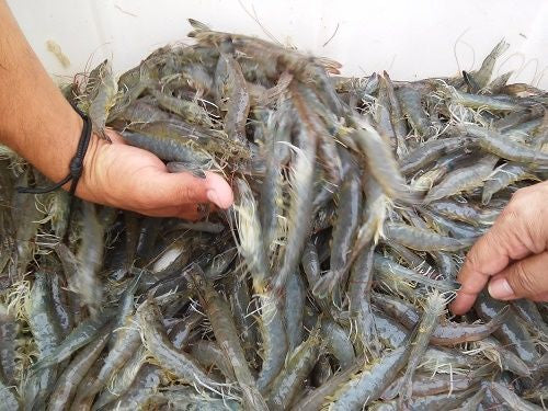 Surfing Costa Rica - Vecinos de Isla Venado instalarán granjas de cultivo de  camarón