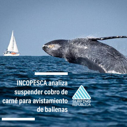 Surfing Costa Rica - INCOPESCA analiza suspender cobro de carné para avistamiento de ballenas