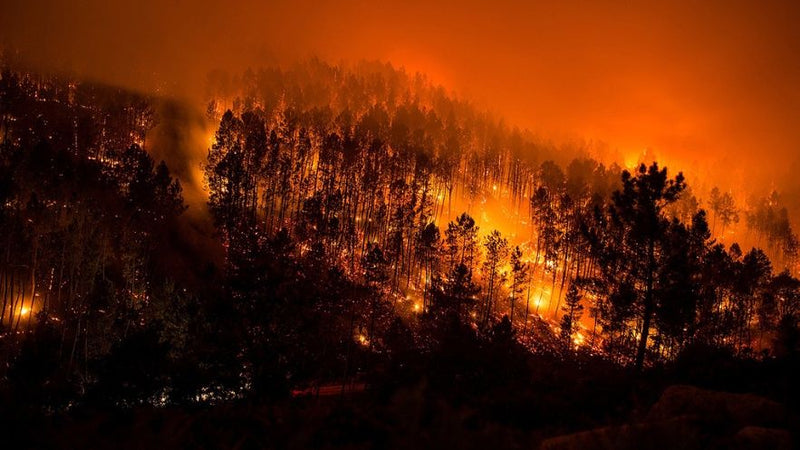 ¿Cuál es la razón real de los incendios en la selva del Amazonas?