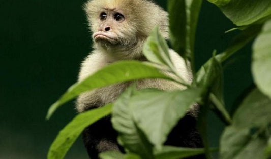 No más selfies crueles con animales silvestres