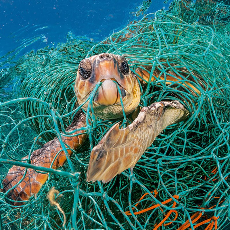Pesca de arrastre atenta contra la conservación de la vida silvestre marina